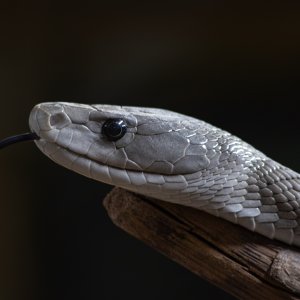 Schwarze Mamba